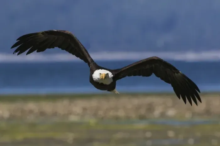 Framed Print : Bald Eagle Flight Framed Print : Bald Eagle Flight