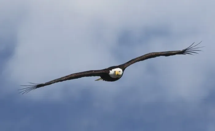 Framed Print : Bald Eagle in Flight Framed Print : Bald Eagle in Flight