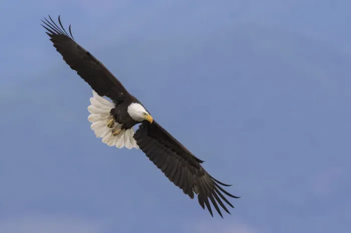 Framed Print : Bald Eagle in Flight