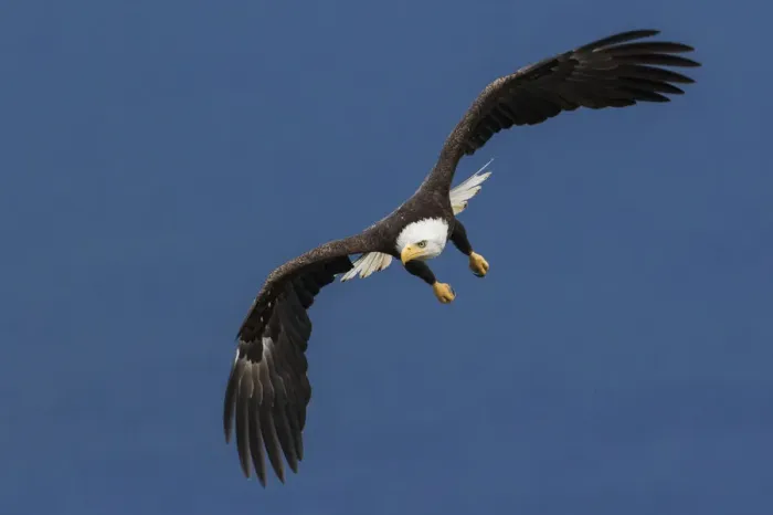 Framed Print : Bald Eagle Flight