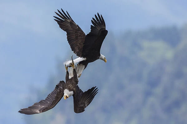 Bald eagle in flight battle for a meal