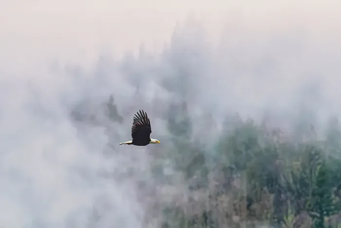 Framed Print : Bald eagle in flight. Cascade mountains, Nooksack River, Pacific Northwest, Washington State, USA Framed Print : Bald eagle in flight. Cascade mountains, Nooksack River, Pacific Northwest, Washington State, USA