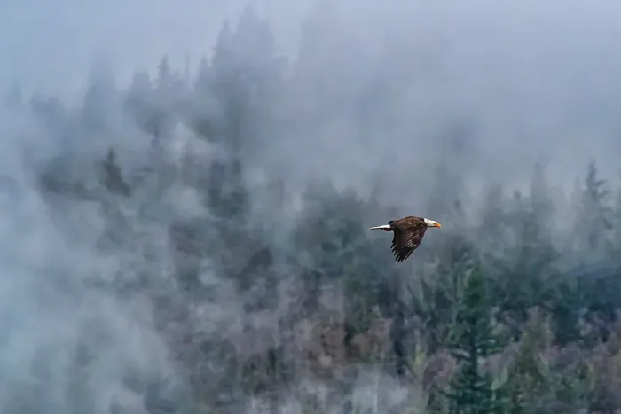 Framed Print : Bald eagle in flight in Cascade mountains, Washington State, USA Framed Print : Bald eagle in flight in Cascade mountains, Washington State, USA