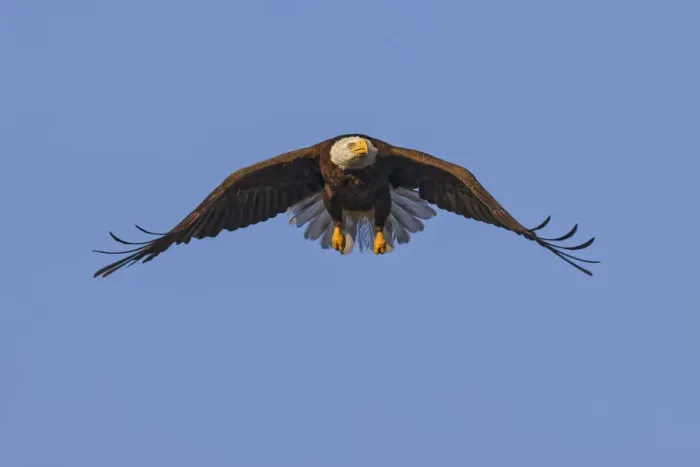 Framed Print : Bald Eagle in flight, Florida Framed Print : Bald Eagle in flight, Florida