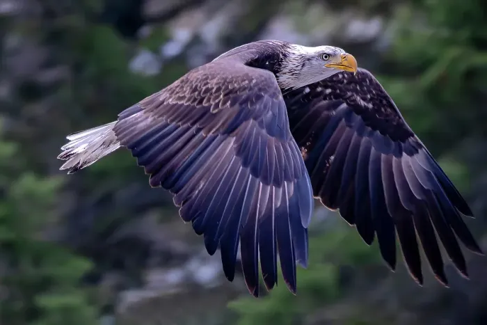 Framed Print : Bald eagle in flight in Glacier National Park, Montana, USA Framed Print : Bald eagle in flight in Glacier National Park, Montana, USA
