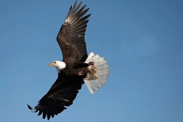 Bald Eagle in Flight, Haliaeetus leucocephalus, Homer Alaska
