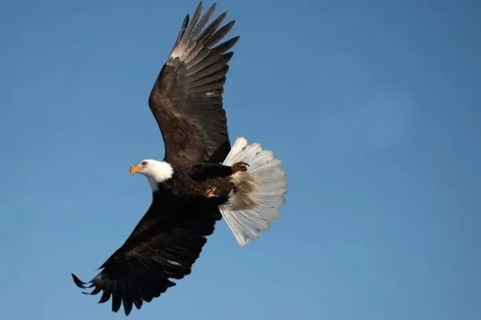 Framed Print : Bald Eagle in Flight, Haliaeetus leucocephalus, Homer Alaska Framed Print : Bald Eagle in Flight, Haliaeetus leucocephalus, Homer Alaska