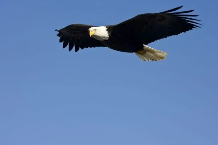 Framed Print : Bald Eagle in Flight, Haliaeetus leucocephalus, Homer, Alaska Framed Print : Bald Eagle in Flight, Haliaeetus leucocephalus, Homer, Alaska
