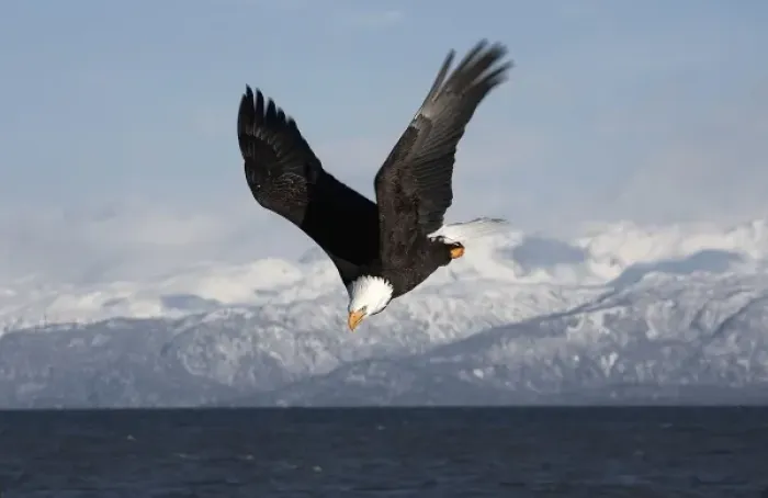 Framed Print : Bald Eagle in Flight, Haliaeetus leucocephalus, Homer, Alaska