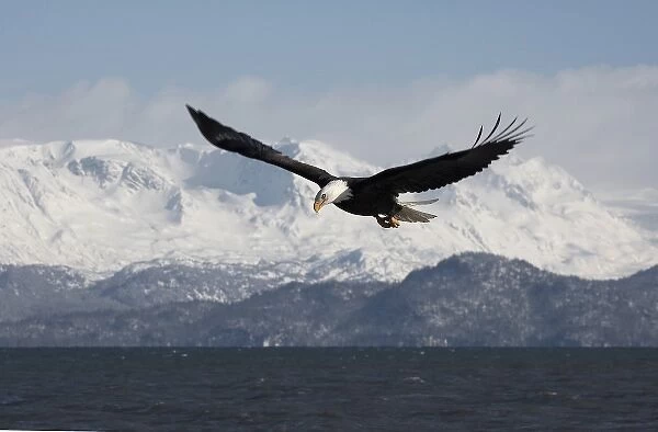 Bald Eagle in Flight, Haliaeetus leucocephalus, Homer, Alaska