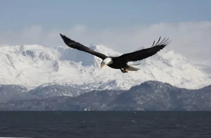 Framed Print : Bald Eagle in Flight, Haliaeetus leucocephalus, Homer, Alaska Framed Print : Bald Eagle in Flight, Haliaeetus leucocephalus, Homer, Alaska