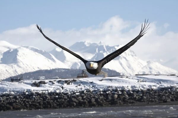 Bald Eagle in Flight, Haliaeetus leucocephalus, Homer, Alaska