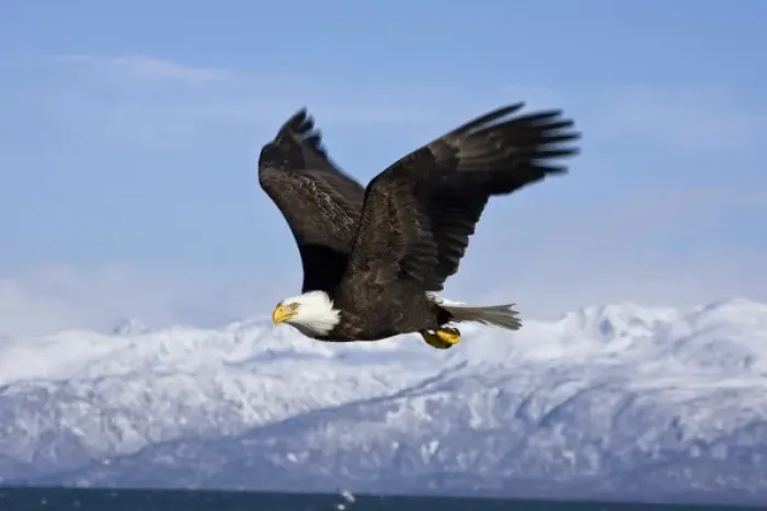 Framed Print : Bald Eagle in Flight, Haliaeetus leucocephalus, Homer, Alaska Framed Print : Bald Eagle in Flight, Haliaeetus leucocephalus, Homer, Alaska