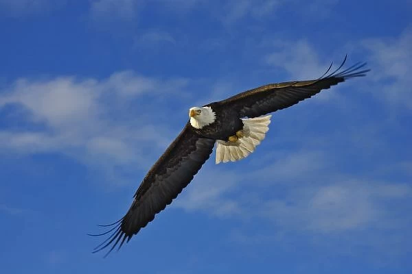 Bald Eagle in flight, Haliaetus leucocephalus, Homer, Alaska