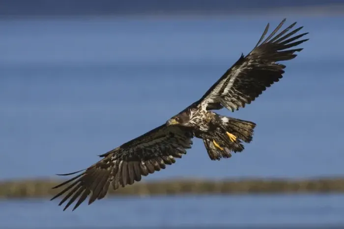 Framed Print : Bald Eagle in Flight, immature