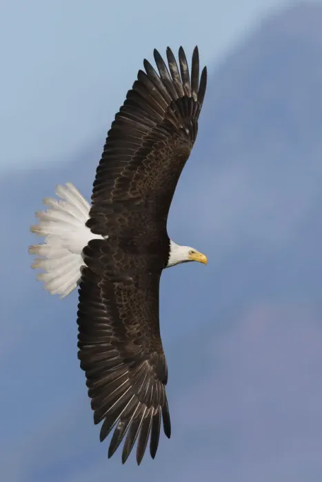 Framed Print : Bald eagle flyby Framed Print : Bald eagle flyby