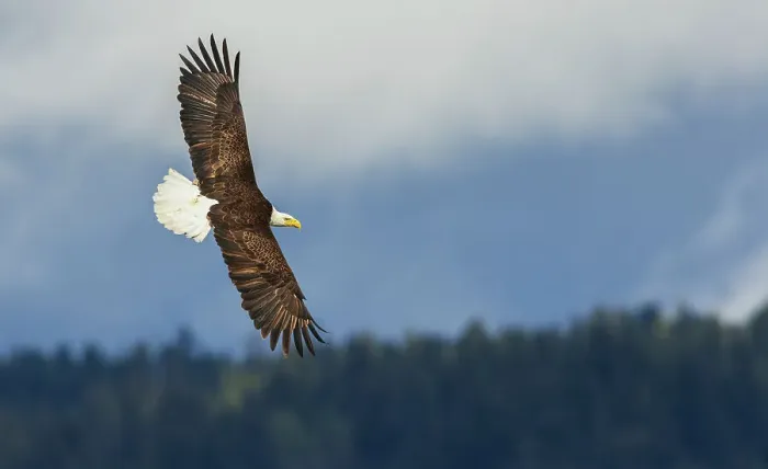Framed Print : Bald eagle flyby, in search of a meal, Washington State, USA