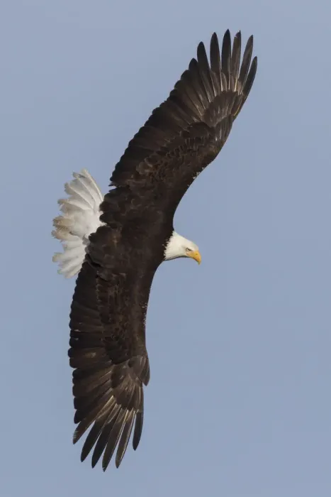 Framed Print : Bald Eagle flying Framed Print : Bald Eagle flying