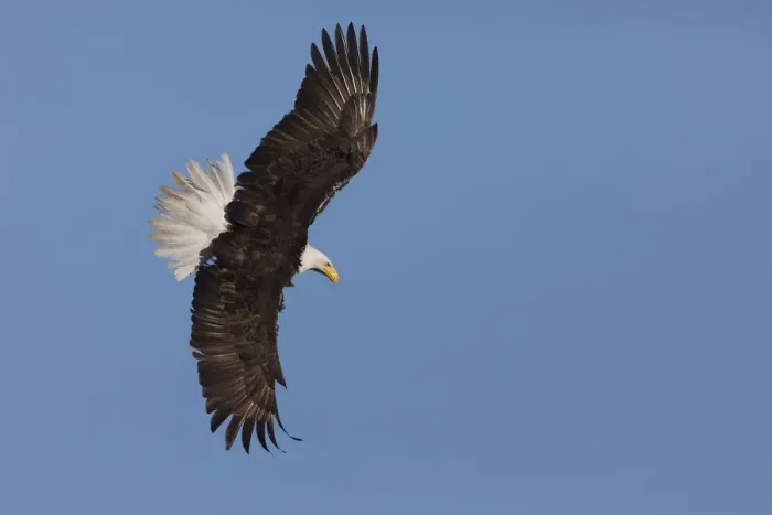 Framed Print : Bald eagle flying