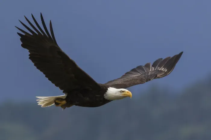 Framed Print : Bald eagle flying