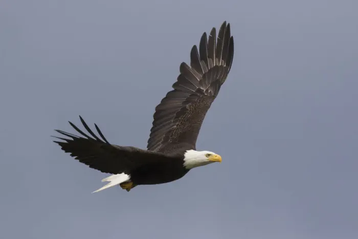 Framed Print : Bald Eagle flying Framed Print : Bald Eagle flying