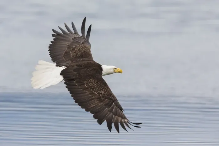 Framed Print : Bald eagle flying Framed Print : Bald eagle flying