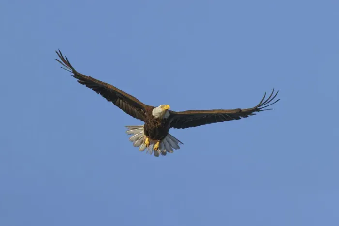 Framed Print : Bald eagle flying, Florida