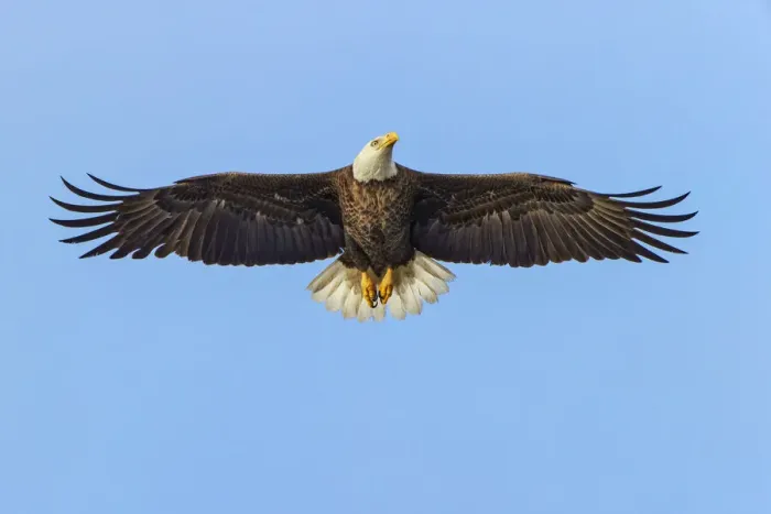 Framed Print : Bald eagle flying, Florida Framed Print : Bald eagle flying, Florida