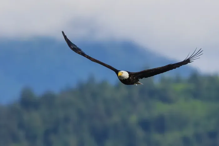 Framed Print : Bald eagle flying over the Hood Canal, Washington State