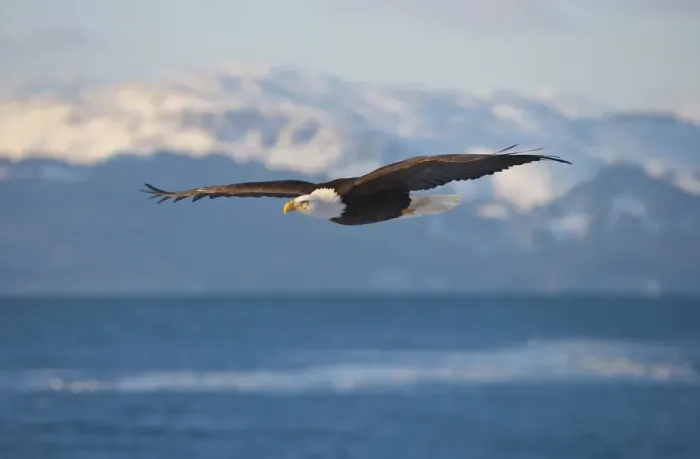 Framed Print : Bald Eagle flying over the ocean, snow mountain in the distance, Homer, Alaska, USA Framed Print : Bald Eagle flying over the ocean, snow mountain in the distance, Homer, Alaska, USA
