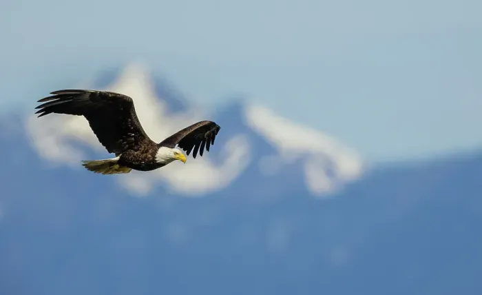 Framed Print : Bald eagle flying, passing in front the Olympic Mountains, Washington State Framed Print : Bald eagle flying, passing in front the Olympic Mountains, Washington State