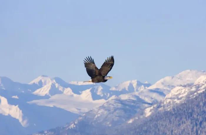 Framed Print : Bald Eagle flying over snow mountain, Haines, Alaska, USA Framed Print : Bald Eagle flying over snow mountain, Haines, Alaska, USA