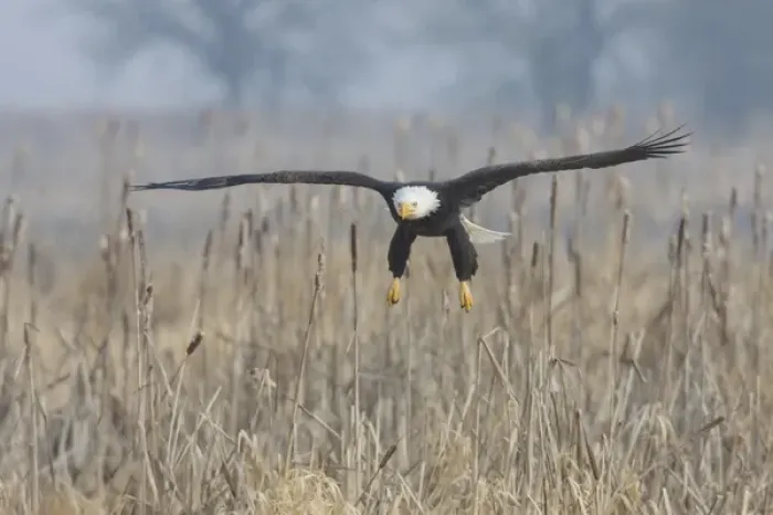 Framed Print : Bald Eagle, Foggy Wetland Marsh Framed Print : Bald Eagle, Foggy Wetland Marsh
