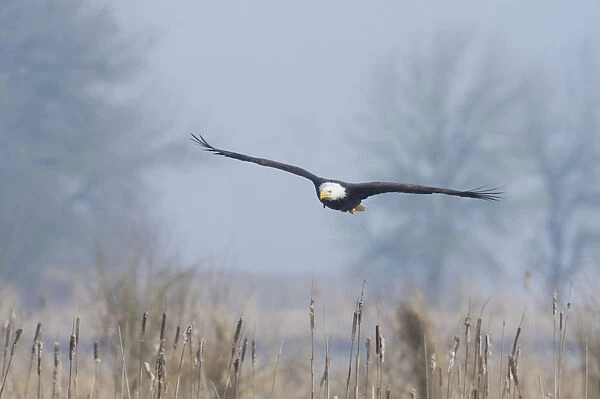 Bald Eagle, Foggy Wetland Marsh