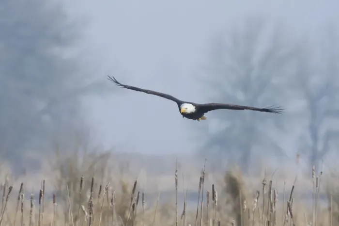 Framed Print : Bald Eagle, Foggy Wetland Marsh Framed Print : Bald Eagle, Foggy Wetland Marsh