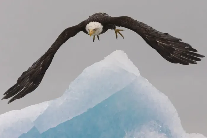 Framed Print : Bald Eagle, Glacier Bay National Park and Preserve, Alaska, USA