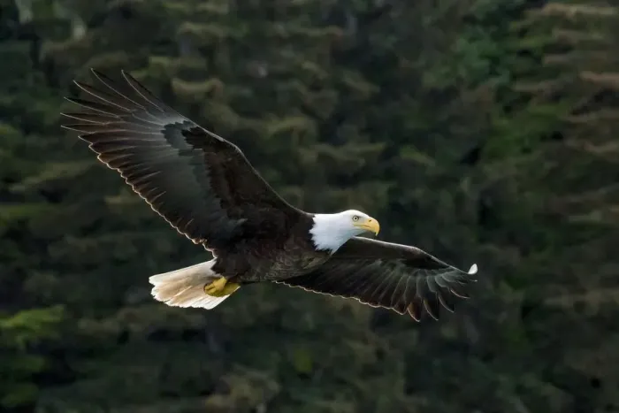 Framed Print : Bald Eagle, Glacier Bay National Park and Preserve, Alaska, USA Framed Print : Bald Eagle, Glacier Bay National Park and Preserve, Alaska, USA