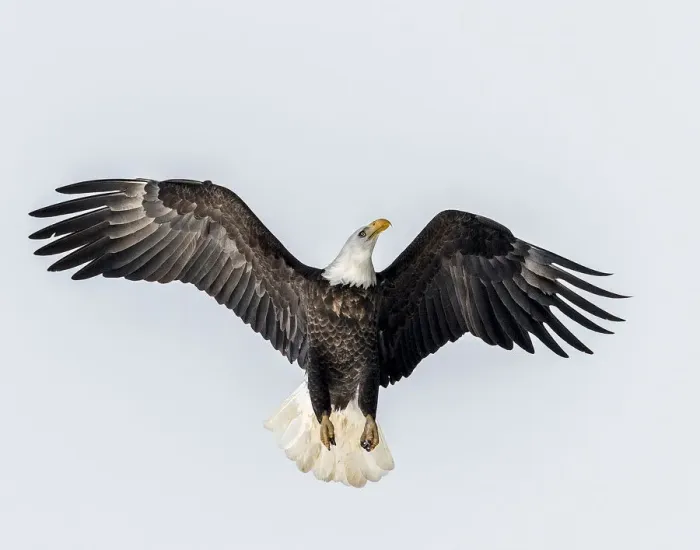 Framed Print : Bald Eagle going for altitude Framed Print : Bald Eagle going for altitude