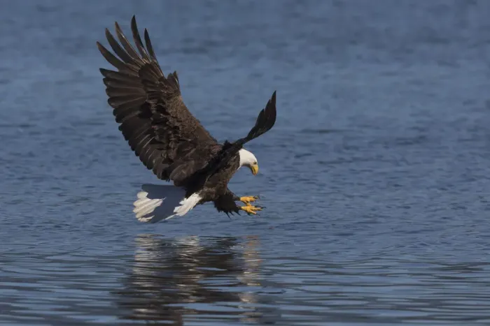 Framed Print : Bald Eagle going after prey Framed Print : Bald Eagle going after prey