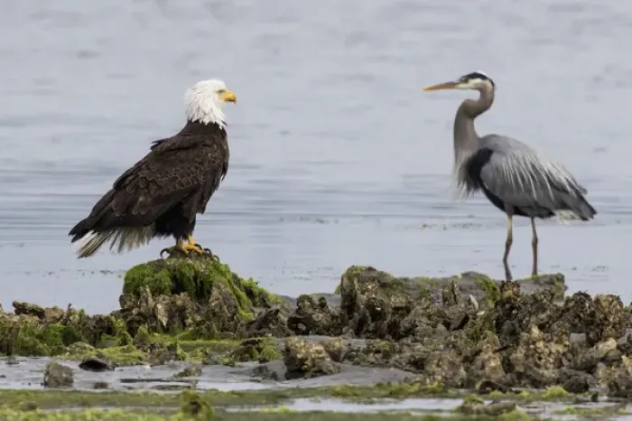 Framed Print : Bald Eagle & Great Blue Heron Framed Print : Bald Eagle & Great Blue Heron