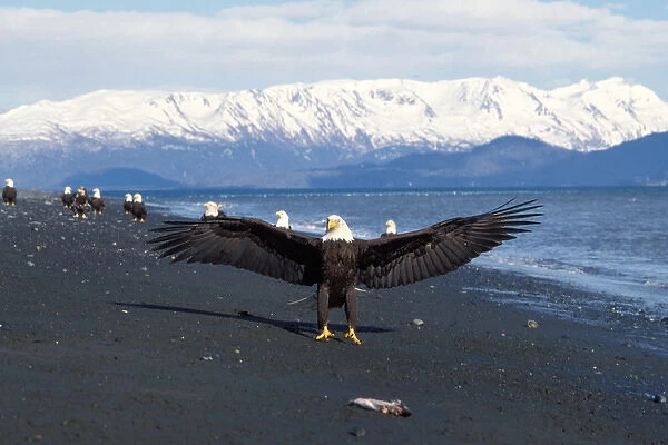 bald eagle, Haliaeetus leuccocephalus, landing on beach for a fish, Kachemak Bay