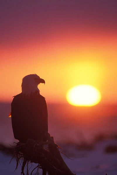 bald eagle, Haliaeetus leuccocephalus, silhouette at sunset (threatened) in Katchemack Bay