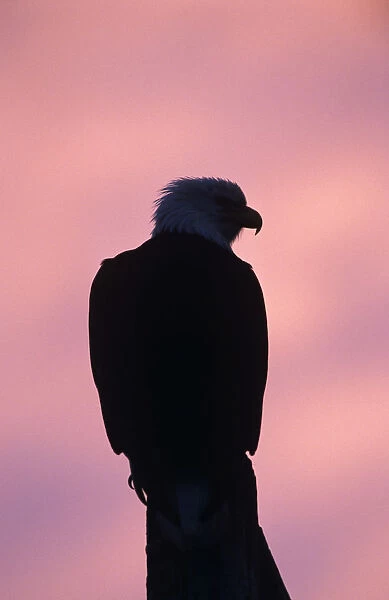 Bald Eagle, Haliaeetus leucocephalus, adult at dawn sunrise, Homer, Alaska, USA, March
