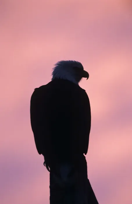 Framed Print : Bald Eagle, Haliaeetus leucocephalus, adult at dawn sunrise, Homer, Alaska, USA, March Framed Print : Bald Eagle, Haliaeetus leucocephalus, adult at dawn sunrise, Homer, Alaska, USA, March