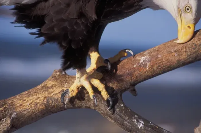 Framed Print : bald eagle, Haliaeetus leucocephalus, close up of face and talons, Kachemak bay Framed Print : bald eagle, Haliaeetus leucocephalus, close up of face and talons, Kachemak bay