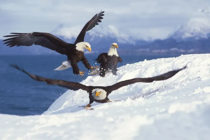Framed Print : bald eagle, Haliaeetus leucocephalus, three on a snow drift one with fish, Kachemak bay Framed Print : bald eagle, Haliaeetus leucocephalus, three on a snow drift one with fish, Kachemak bay