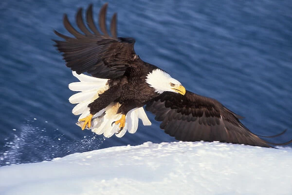 bald eagle, Haliaeetus leucocephalus, taking off from a snow bank with a fish in its talon
