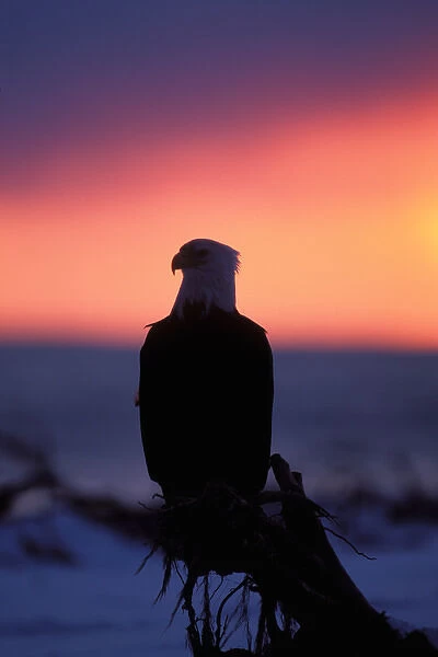 bald eagle, Haliaeetus leucocephalus, perched on driftwood at sunset, Kachemak bay