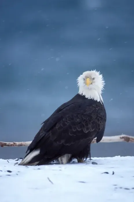 Framed Print : bald eagle, Haliaeetus leucocephalus, on a snowy beach in Kachemak Bay, southcentral