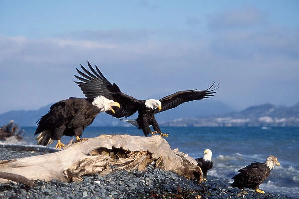 bald eagle, Haliaeetus leucocephalus, landing on a beach along the Homer Spit, Kachemak bay